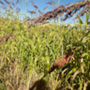 Meet your Posher, Nora